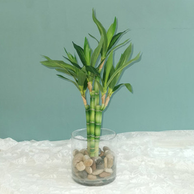 Aquarium Fish Only - New 40cm rFtificial Lucky Bamboo Succulent