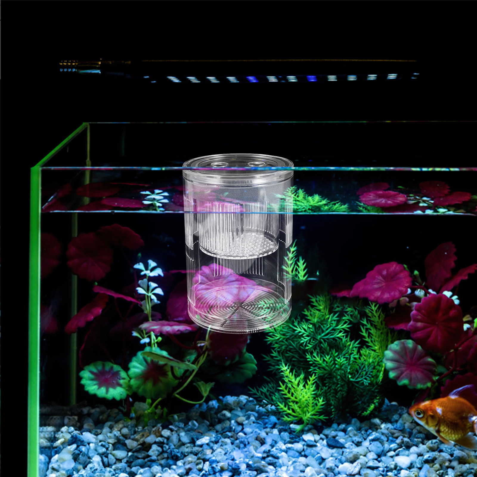 Box Fish In Aquarium - Floating Acrylic Fish Breeding Box Aquarium