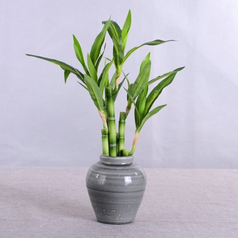 New 40cm rFtificial Lucky Bamb - Aquarium Fish Only recension och pris