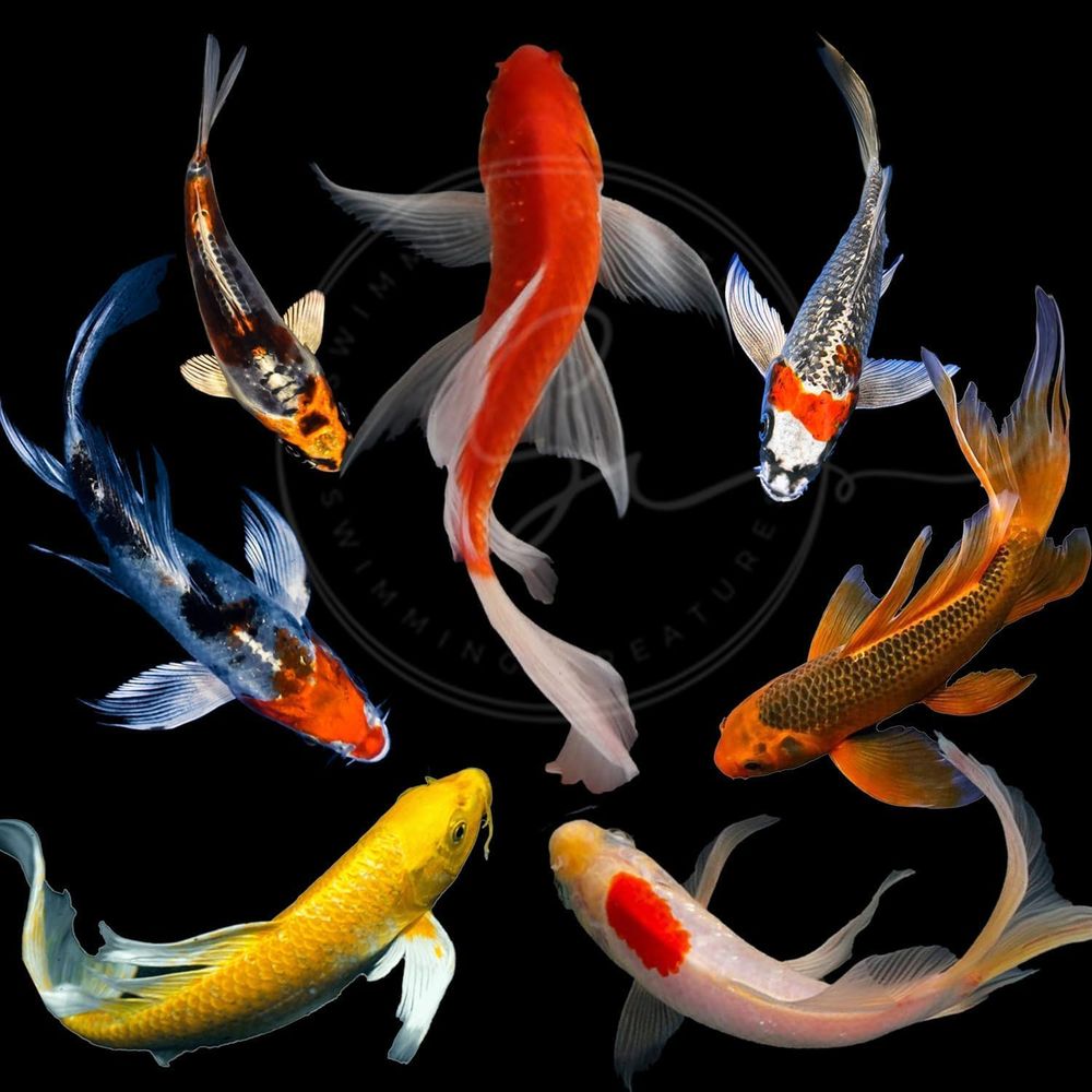 Assorted Colors Live Koi Fish  - Aquarium Fish Live recension och pris