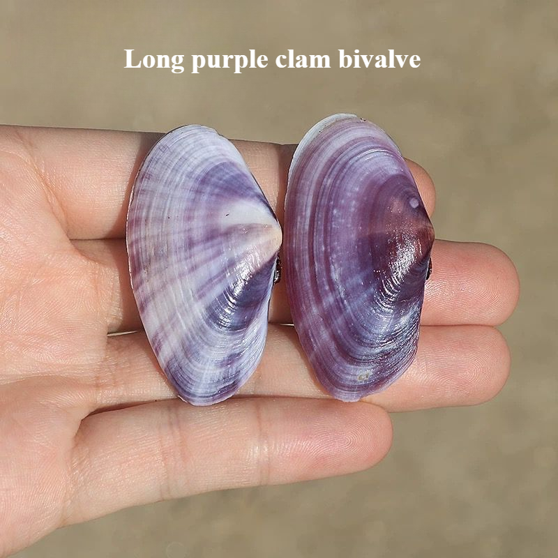 Long Purple Clam Natural Conch - Aquarium Fish Long recension och pris