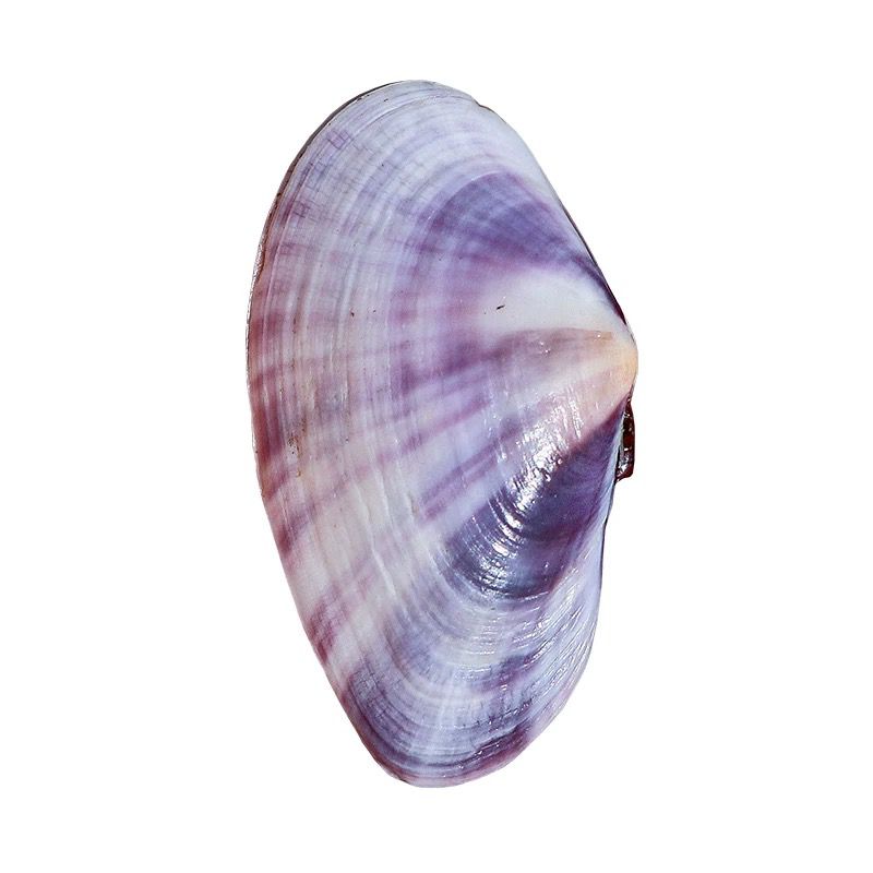 Long Purple Clam Natural Conch - Aquarium Fish Long recension och pris
