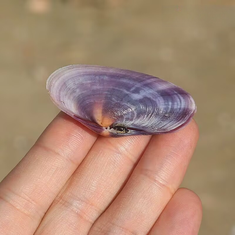Long Purple Clam Natural Conch - Aquarium Fish Long recension och pris