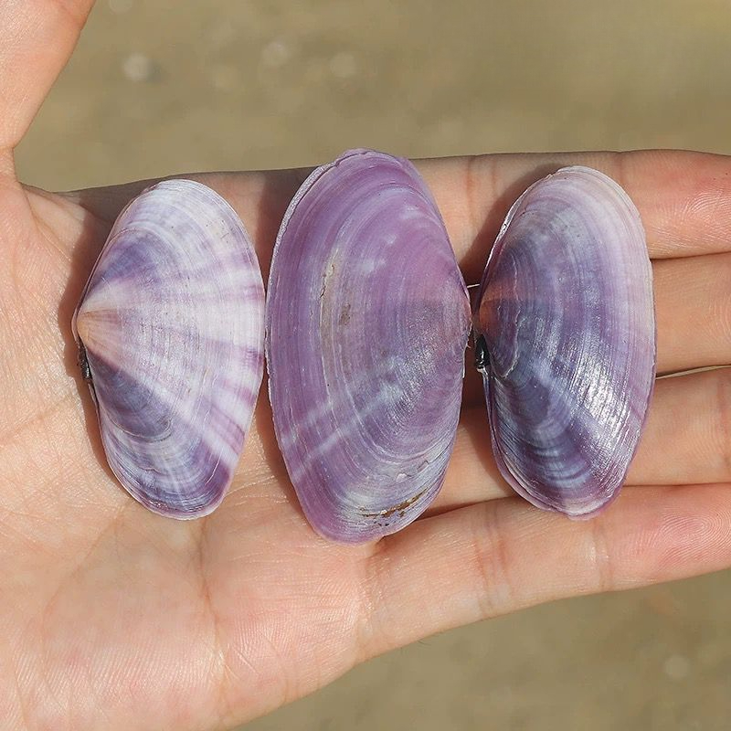 Long Purple Clam Natural Conch - Aquarium Fish Long recension och pris