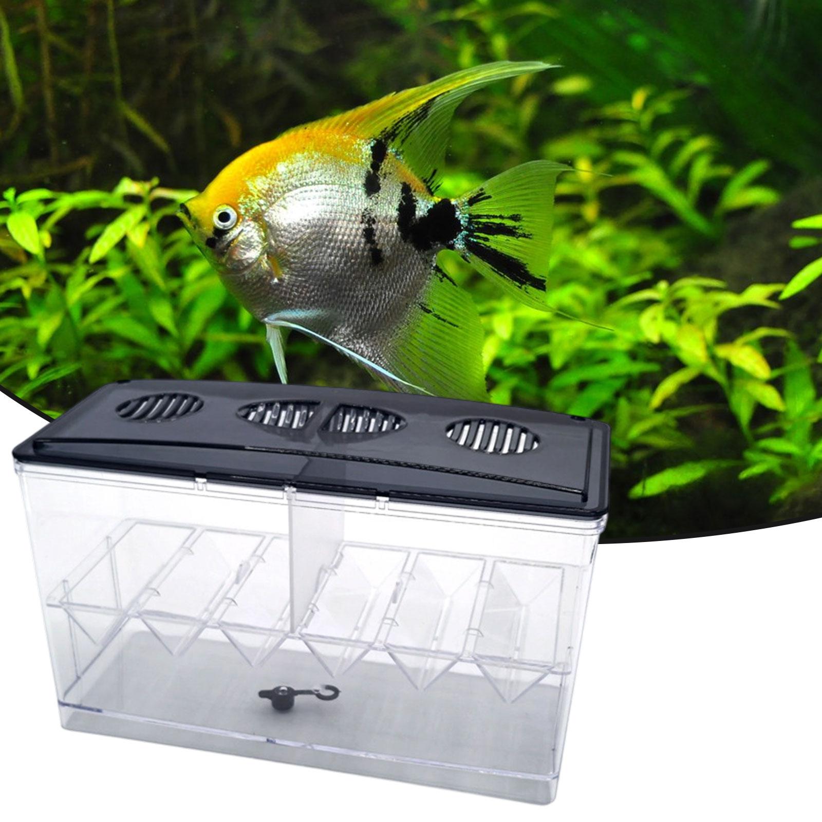 Floating Fish Breeding Isolati - Box Fish In Aquarium recension och pris