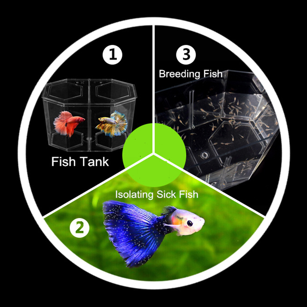 Acrylic Two Splits Guppy Fish  - Aquarium Goldfish recension och pris