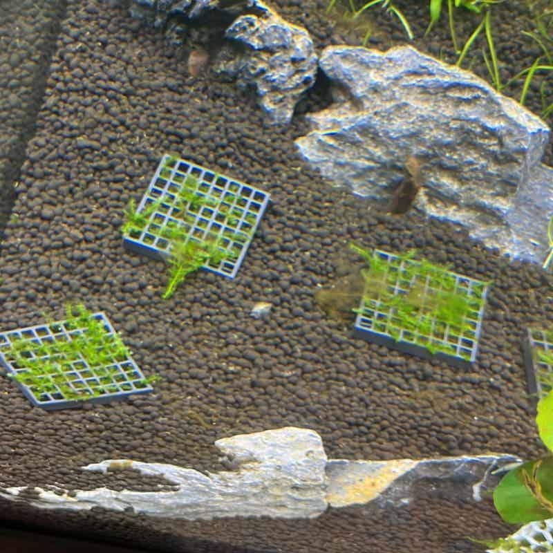 Aquarium Moss Mesh Holder Elev - Aquarium Fish Elevator recension och pris