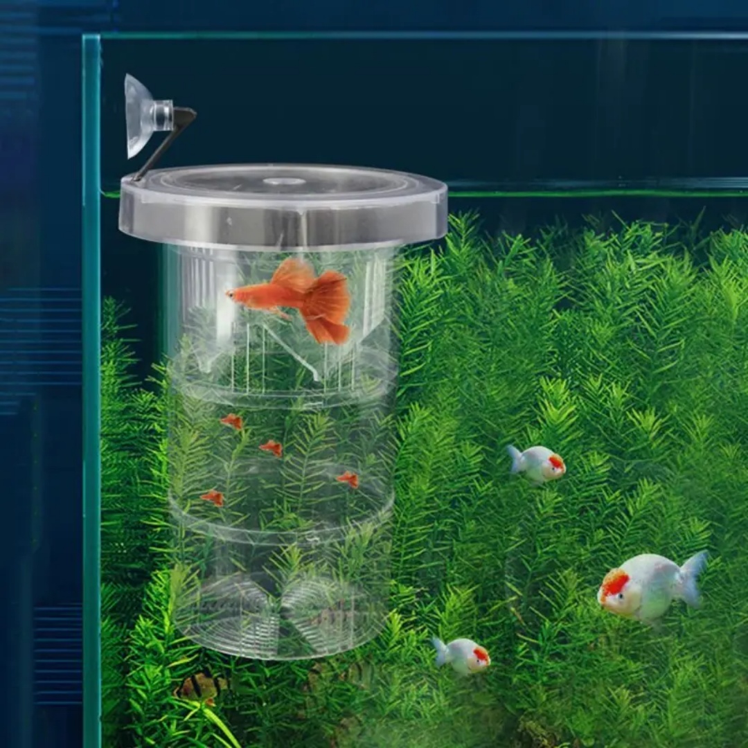 Acrylic Floating Fish Breeding - Box Fish In Aquarium recension och pris